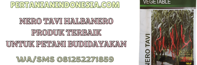 nero tavi,halbanero,cabe,cabe keriting,pertanian indonesia